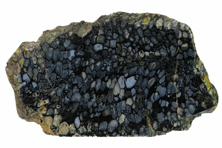 Polished, Black Petrified Palm Root Slab - Indonesia #151941